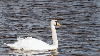 Rickmansworth Stocker’s Lake [upl. by Anik]