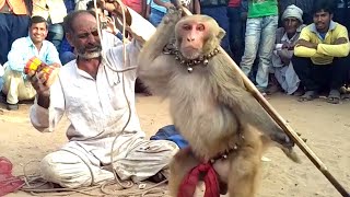 Haryanvi Bandar Bandariya Ka Khel  क्या कमाल का बंदर है  Comedy Video  Video From My Phone [upl. by Moia334]