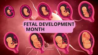 Fetal development month by month 👶 Embryo And Fetus evolution In Moms Womb AM [upl. by Princess]