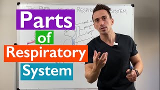 Parts of the Respiratory System  Overview [upl. by Madelle]