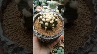 gymnocalycium L brid fluffy succulantsvideoshorts viral [upl. by Liahkim]