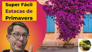 Super Fácil  Como Fazer Estacas de Primavera Bougainvillea a Três marias [upl. by Boigie]