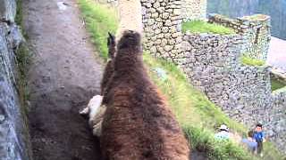 Llama breeding Machu Picchu [upl. by Aicirtan356]