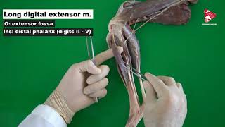 Craniolateral Muscles of the Crus in the Dog [upl. by Kelcey]