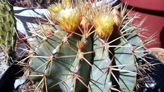 Floración de Ferocactus Glaucescens 🌱🏜️ [upl. by Padget]