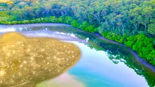 Big Fish On The Mangrove Edges [upl. by Annoj]