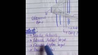 Extensor retinaculum doctors lowerlimb lower millionaire 1styearmbbsanatomy bahriaviralvideo [upl. by Arissa]