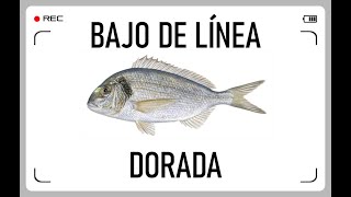 COMO PESCAR DORADAS A SURFCASTING PREPÁRATE TU PROPIO BAJOAPAREJO DE PESCA [upl. by Einotna851]