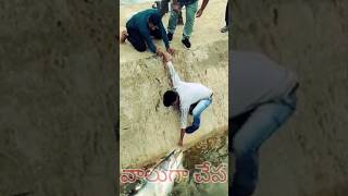 Amazing Big Pathan fish 6 Kg  ushainbash M K D fishing [upl. by Enelahs]