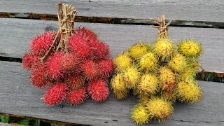 Rambutan Nephelium lappaceum  red or yellow which tastes better [upl. by Gessner]