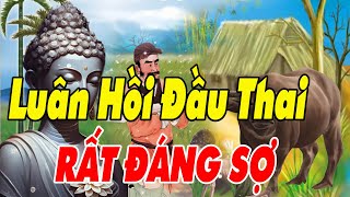 18 Chuyện Nhân Quả Phật Giáo Hay Nhất Về Luân Hồi Chuyển Kiếp Đầu Thai Làm SÚC SANH Rất KHỔ SỞ [upl. by Cired509]