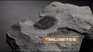 How do we use fossils to study mass extinctions [upl. by Rehpotsirk]