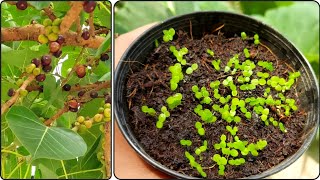 How To Germinate Ficus Religiosa Plants From Seeds  Grow Peepal Tree From Seeds [upl. by Paine]