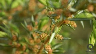 Enebro común  Juniperus communis  Guía de botánica  Sapeando [upl. by Ailadgim]