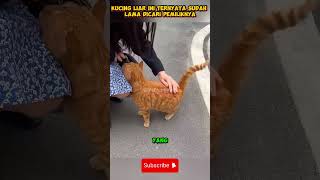 Kucing Liar yg dicari pemiliknya reels hewan faktaunik kucing [upl. by Maurise223]