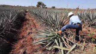 Making tequila harvesting a blue agave plant in Mexico [upl. by Ahens]