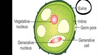 Gamete formation in plantspollen grain formation and ovule formation [upl. by Eugenius]