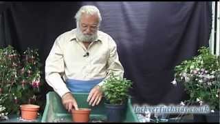 Taking Fuchsias Cuttings [upl. by Raphael]