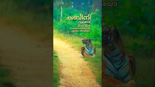 കബിനി യാത്ര പ്ലാൻ ചെയ്യാം  Kabini Wildlife Safari  Nagarhole Tiger Reserve shorts [upl. by Terrye]