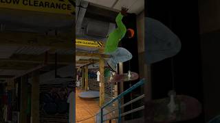 sf skateshop line sessionskatesim xboxseriesx freeyourmind [upl. by Monaco]