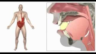 Swallowing deglutition from Anatomy Physiology Online  YouTubeflv [upl. by Dlaner]