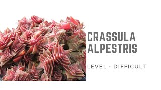 CRASSULA CAPITELLA SSP THYRSIFLORA  CARE TIPS [upl. by Truscott524]