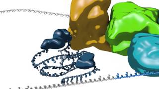 mRNA splicing [upl. by Friedly257]