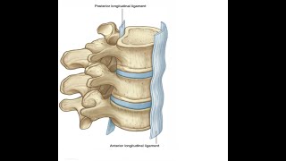 Two Minutes of Anatomy Anterior Longitudinal Ligament [upl. by Yand404]