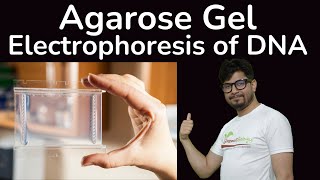 Agarose gel electrophoresis of DNA  agarose gel electrophoresis principle and procedure explained [upl. by Joselow]