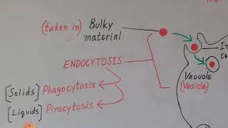 Endocytosis and Exocytosis Explained in Englush amp Urdu [upl. by Imac152]