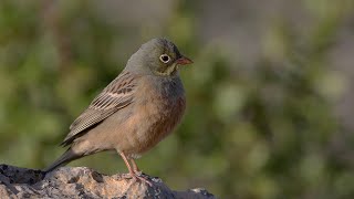 Kirazkuşunun ötüşü  Ortolan Bunting singing [upl. by Enelie714]