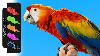 Scarlet Macaw The Best Pet Parrot [upl. by Asyla]