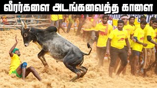 Trichy Palakurichy Jallikattu 2020  Jallikattu  Jallikattu2020  Jallikattu Highlights [upl. by Kamerman406]