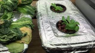 Kratky Hydroponics — How I Killed my Lettuce and What Not to Do [upl. by Anaeg260]