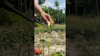 Picking the last Okra farming harvest nature harvesting gardening shortvideo shorts okra [upl. by Trip668]