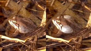 Wood Frog Calling Lithobates sylvaticus or Rana sylvatica [upl. by Edythe]