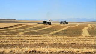 Harvesting Wheat with DeBruycker Charolais Top Charolais cattle amp bull breeders [upl. by Ahsatan]