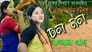 DhloMolo Kolar Gach  ঢলো মলো কলার গাছ উত্তর বঙ্গের বিখ্যাত ভাওয়াইয়া গানের সুর 🎼 harekrishna [upl. by Shipp]