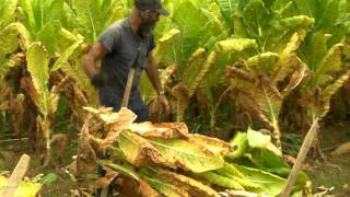 Cuttin amp Stackin Kentucky Tobacco [upl. by Einaej]