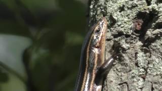 Five lined Skink basking in New Jersey [upl. by Horwath]