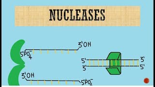 Nucleases  Exonucleases  Endonucleases [upl. by Meldoh]