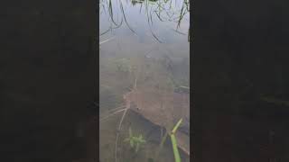 Fish fishingx sishing catfish greatwhite fish food shorts shortsvideo [upl. by Ydisahc]