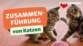 Vergesellschaftung von Katzen So klappt die Zusammenführung [upl. by Tuesday871]