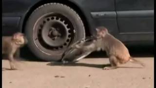 Quick Monkeys trash Mercedes car in Longleat Safari Park UK 2203 [upl. by Ymas]