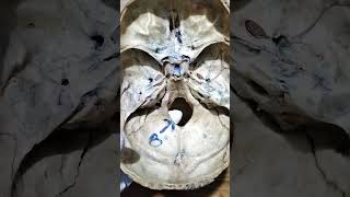 posterior cranial fossa easy explanation [upl. by Hesoj]