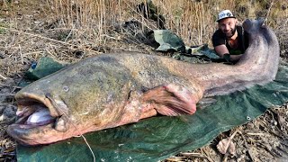 Siluro Gigante over 100 kg a Spinning  HD by Catfishing World [upl. by Urata]