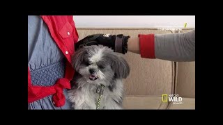 Cesar 911 S04E01 The Trouble With Truffle [upl. by Tiny379]