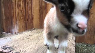 One Week Old Baby Goats Playing [upl. by Baptiste]