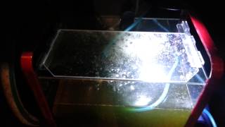 Breeding copepods to feed my mandarin goby [upl. by Ruy103]