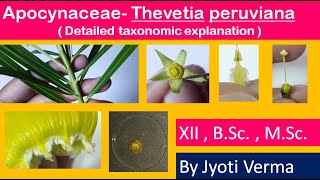 Family Apocynaceae in Hindi  Thevetia peruviana dissection  By Jyoti Verma [upl. by Airednaxela90]